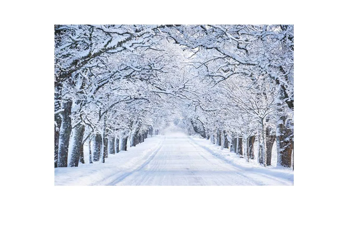 Avenue Of Snow Covered Trees | Canvas Wall Art Print